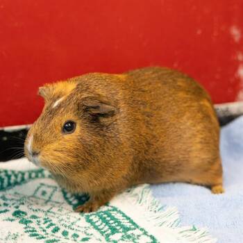 Rescue Guinea Pig Guinea Pigs for Adoption in Methuen, Massachusetts - COCONUT | PetCurious